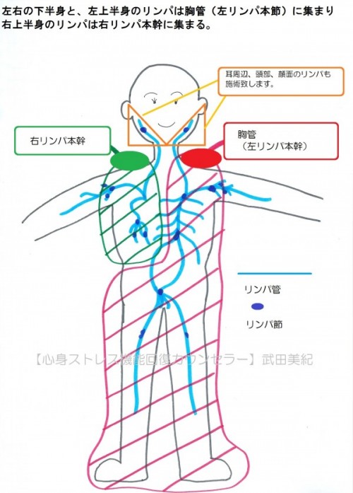 深部リンパ療法コンプリートブック 深部リンパ管 リンパドレナージュ